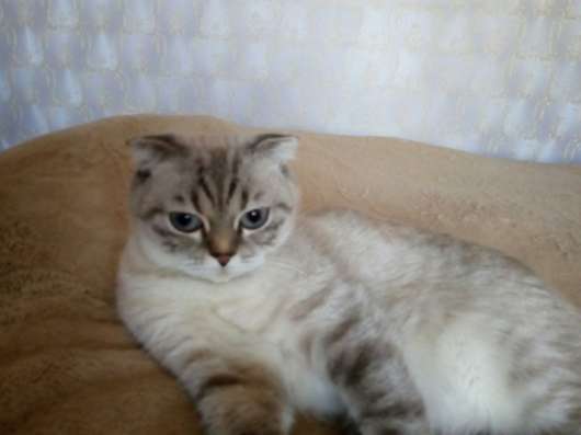 Шотландские котята в Тихвине