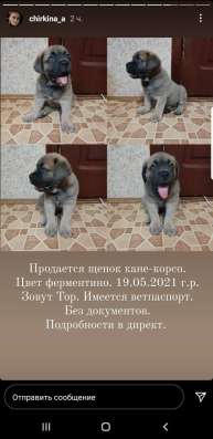 Продаётся щенок кане-корсо