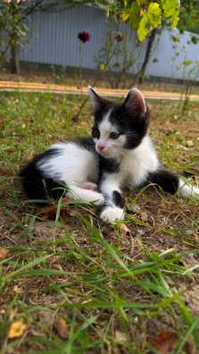 КОТЯТА В ДОБРЫЕ РУКИ в Майкопе
