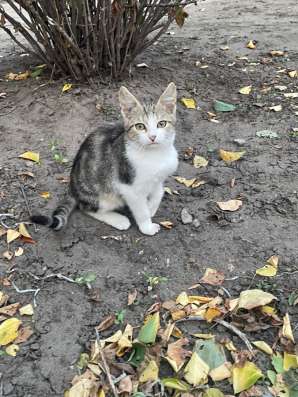 Котята в добрые руки срочно