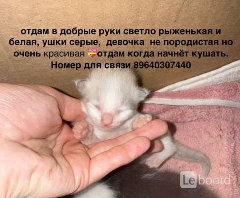 Котяты?? в Москве