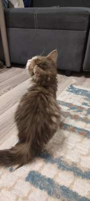 Отдам котенка в добрые руки фото 3
