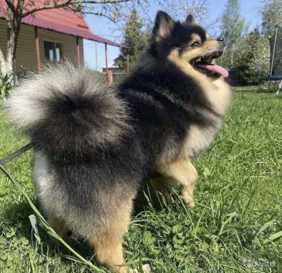Стрижка собак и кошек
