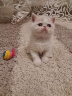 Экзотический котенок