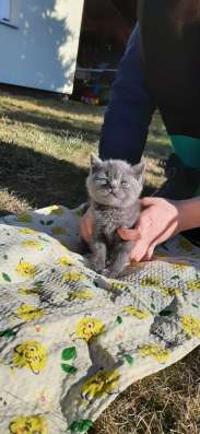 Скоттиш страйт и Скоттиш фолд