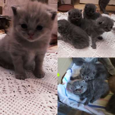 ШОТЛАНДСКИЕ КОТЯТА