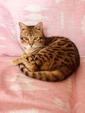 Экзотические кошки в Махачкале