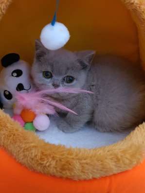 Британские котята, разного возраста, большой выбор фото 12