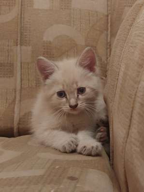 Котята домашние. Две девочки и один мальчик фото 4
