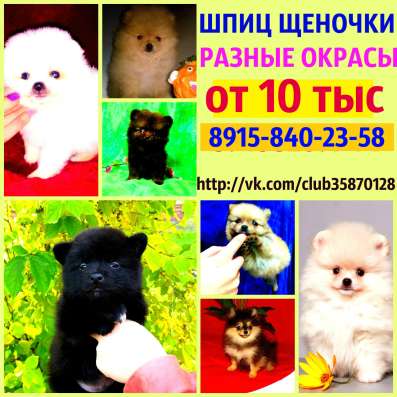 Щеночки Шпица. разных окрасов в Иванове