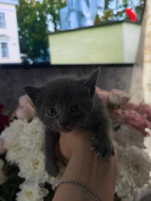 Отдам котят в добрые ручки в Омске фото 4