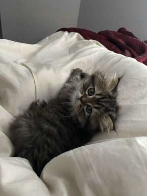 сибирские котята в Ставрополе фото 4
