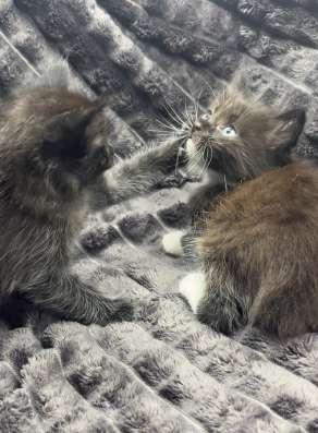 Котенок в Новосибирске фото 7