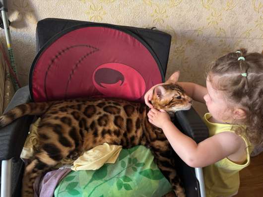 Котята бенгальские в Санкт-Петербурге