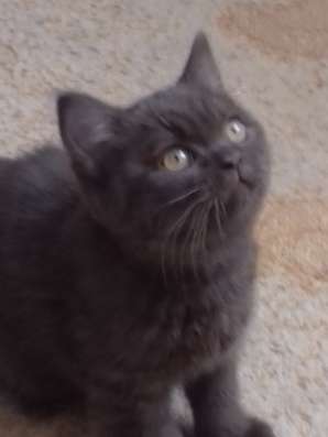 Британские котята