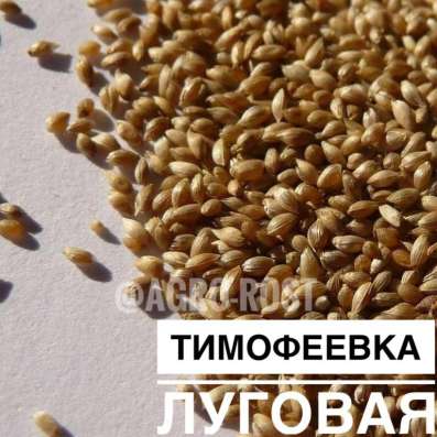 Тимофеевка луговая