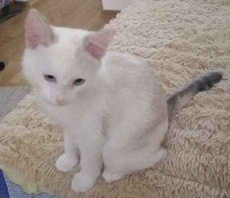 Отдам в добрые руки котенка