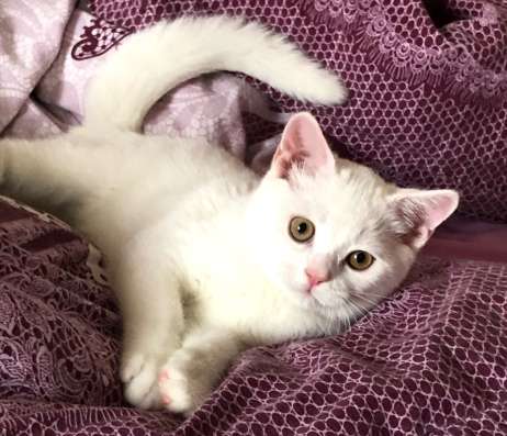 Продаётся шотландский котёнок