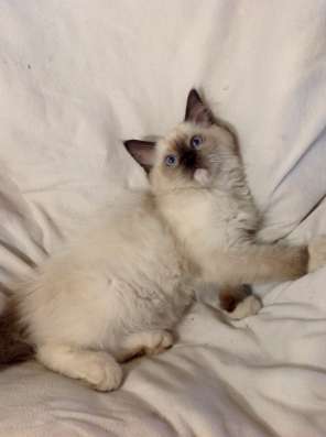 Котенок мальчик ragdoll фото 4