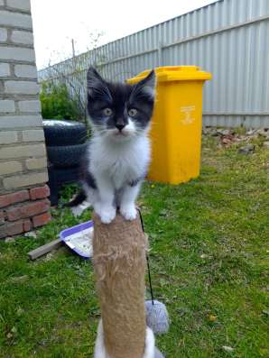 Котят в хорошие руки фото 3