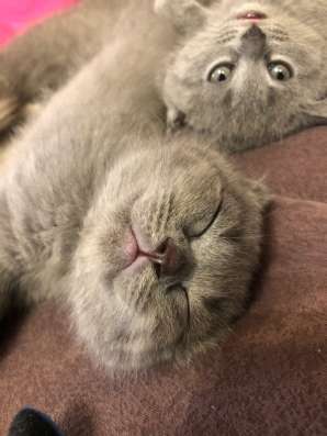 Плюшевые котята в Зеленограде фото 7
