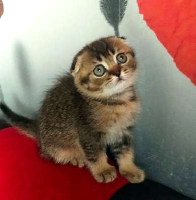Шотландские котята