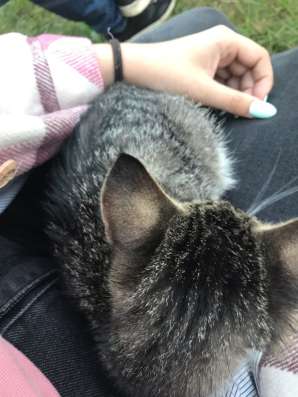 Маленький котенок в Электростале