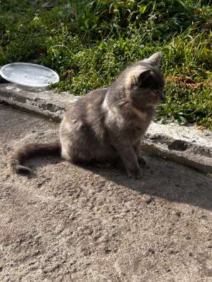 Котенок в хорошие руки фото 3