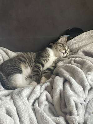 Отдам котенка , в добрые руки