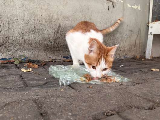 Котик ищет дом в Подольске