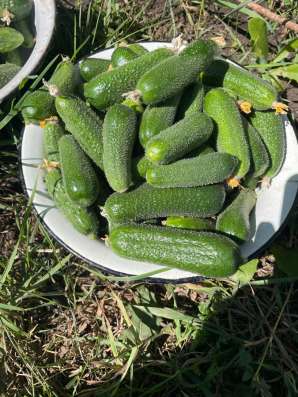 Продам клубнику,огурчики. в Новотроицке