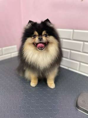 Немецкий шпиц