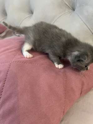 Котята манчкин в Томске