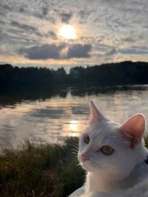 Кот