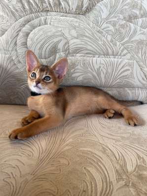 Абиссинские котята