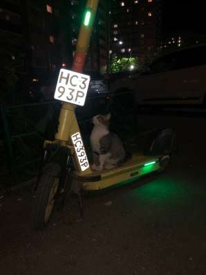 Котенок добрым людям в Подольске фото 4