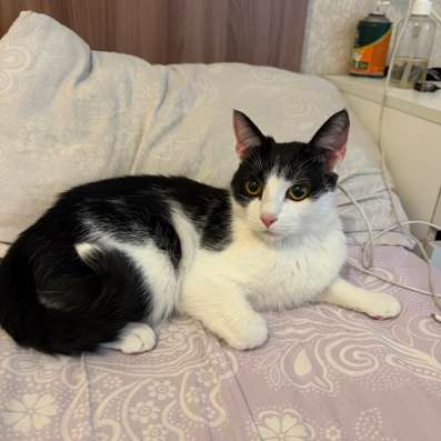 Отдам кота бесплатно