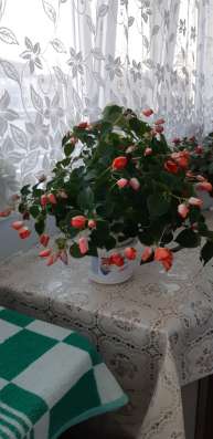 Цветы