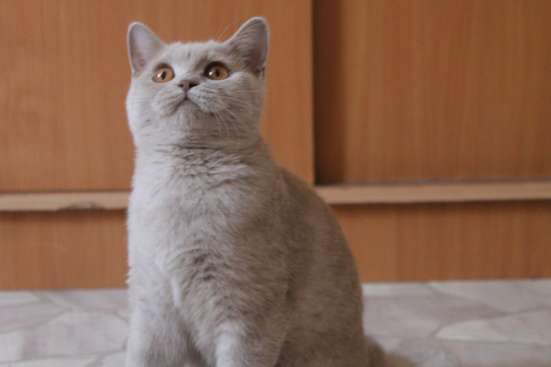Британская кошка фото 13