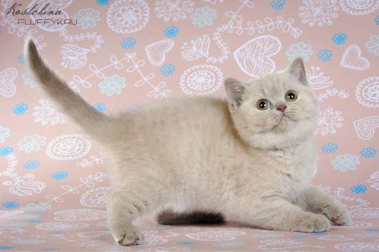 Британский котенок(кошечка) в Москве фото 4