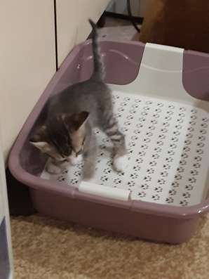 Отдам котенка