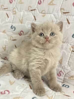 Продам британских котят