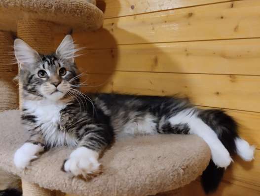Котята мейн кун в Нижнем Новгороде