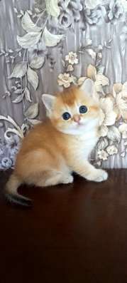 Клубные котята (шиншилла)