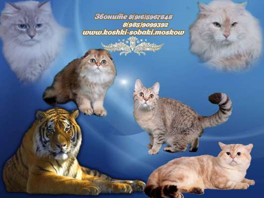 Котята разного возраста и окраса в Москве