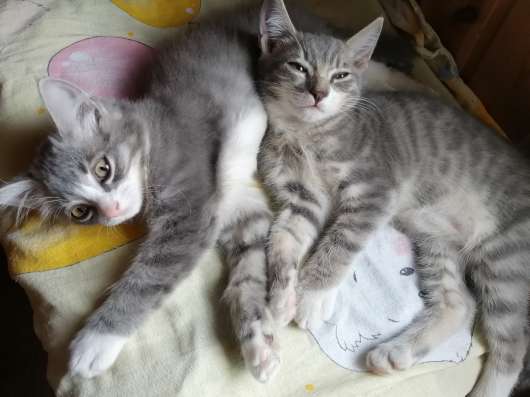 Отдаем котят