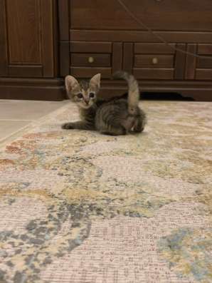 Котята Невские маскарадные в Астрахани
