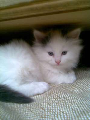 Отдам котят в добрые руки фото 4