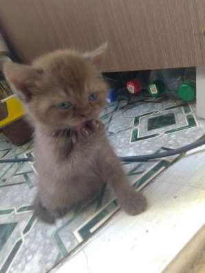 ШОТЛАНДСКИЕ КОТЯТА фото 5