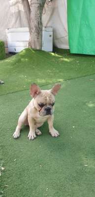 French Bulldog фото 3